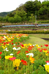 S字花壇