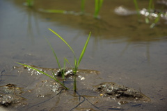 田植え