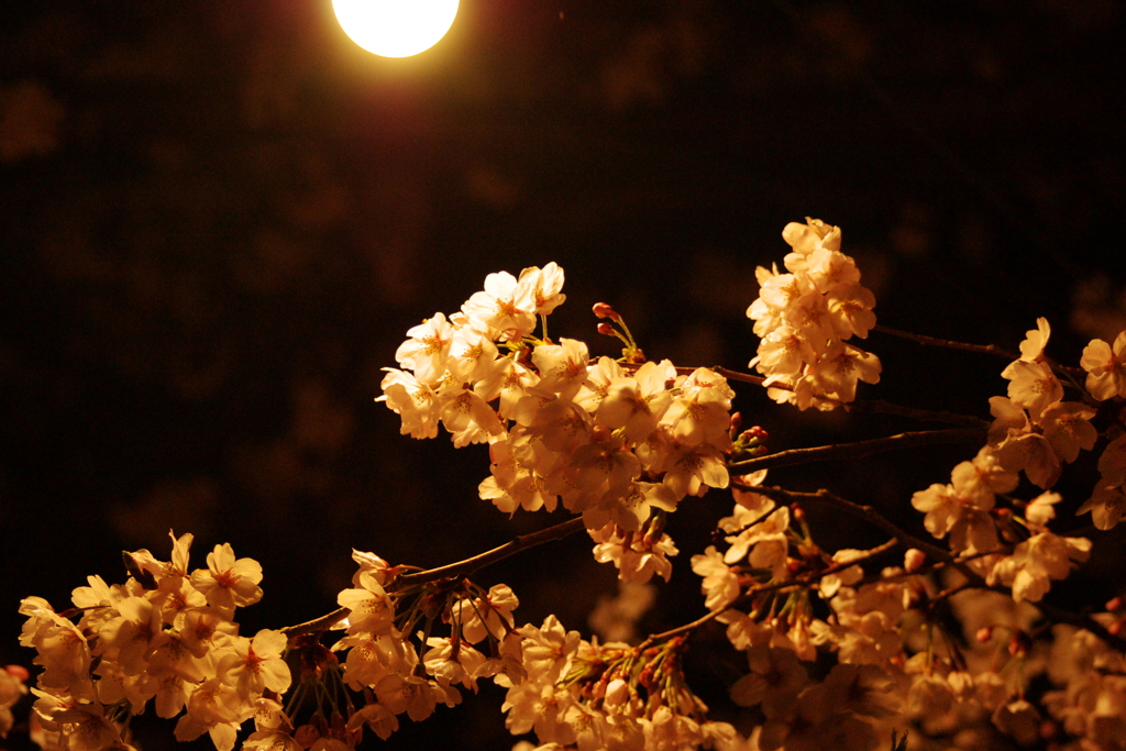錦帯橋夜桜