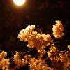 錦帯橋夜桜