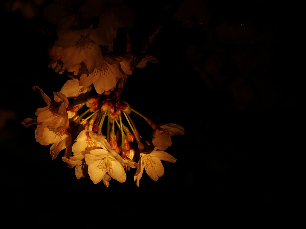 錦帯橋夜桜