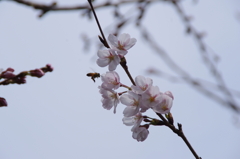 ハッチ桜