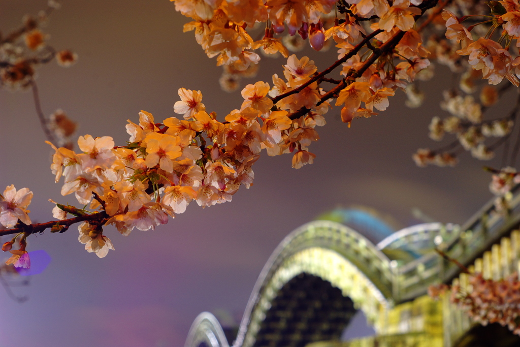 錦帯橋夜桜