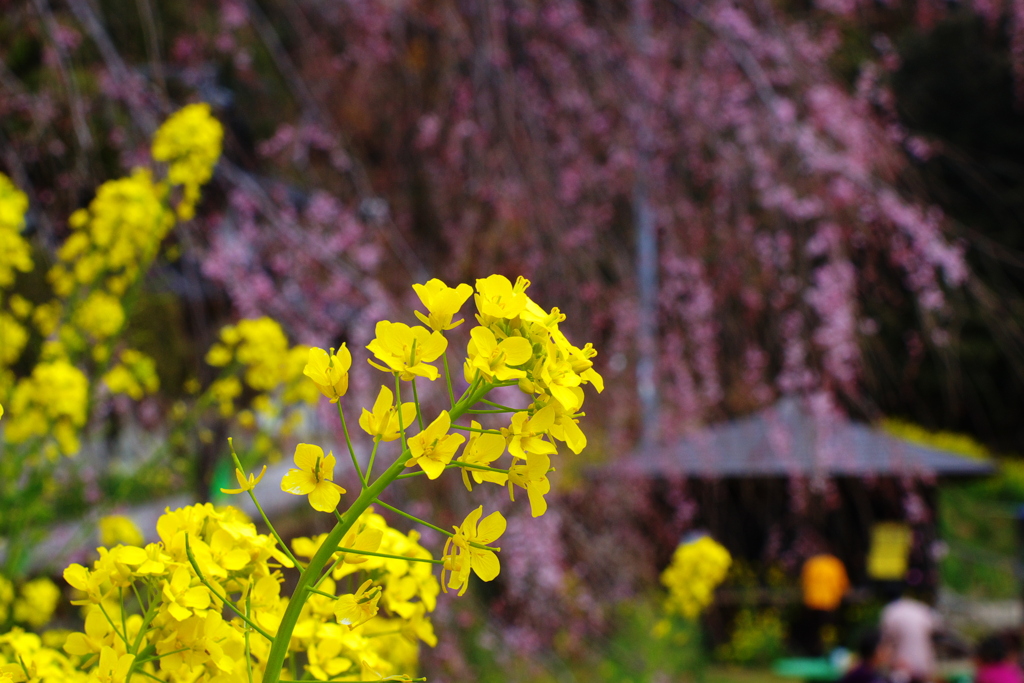 菜の花とさくら