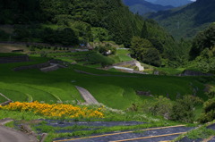 夏の棚田