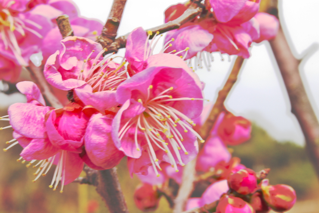 冠山梅の里 梅2