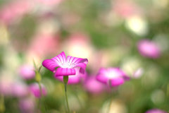 ばら園に咲くちいさな花