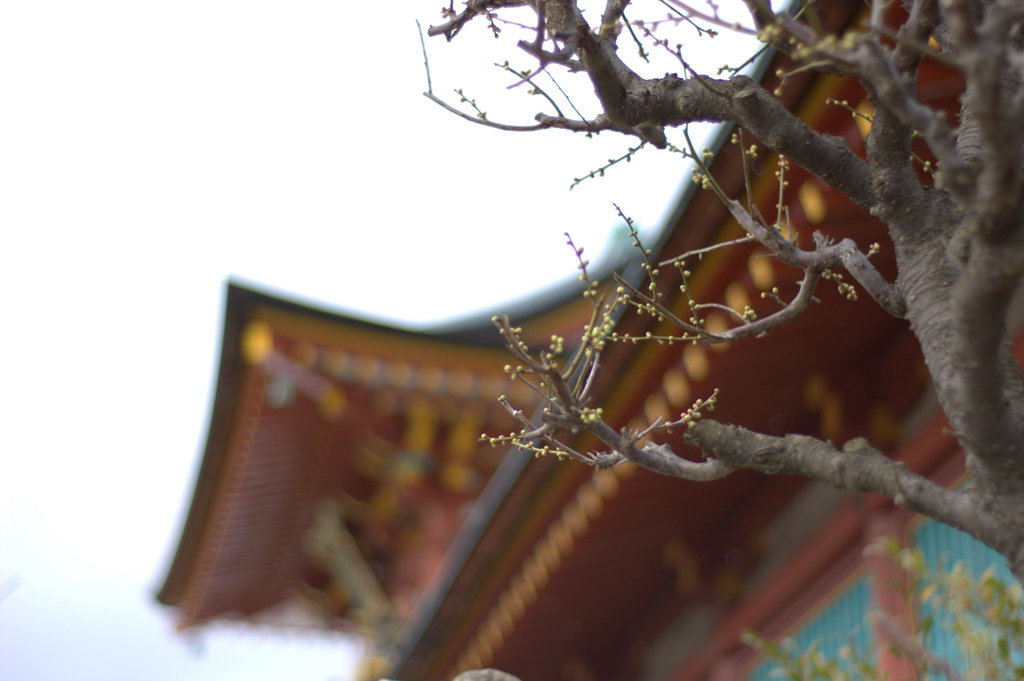 つぼみの梅と天満宮