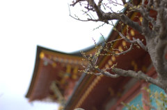 つぼみの梅と天満宮