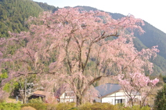 湯の山温泉しだれ桜