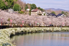 庄原上野公園の桜