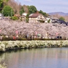 庄原上野公園の桜