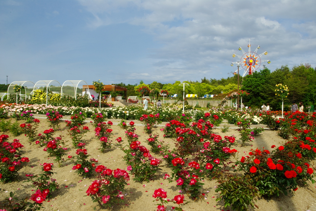 バラ園　全景
