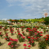バラ園　全景
