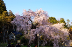 神原のしだれ桜