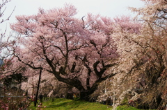 徳佐八幡宮のさくら