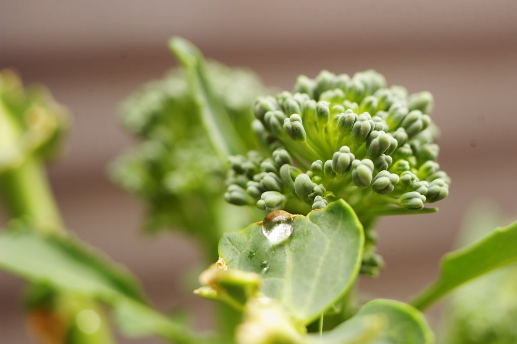 家庭菜園ブロッコリー