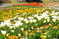 花の広場のチューリップ