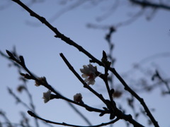 コブクザクラの開花