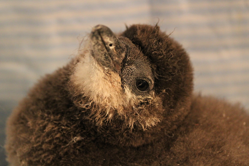赤ん坊ペンギン