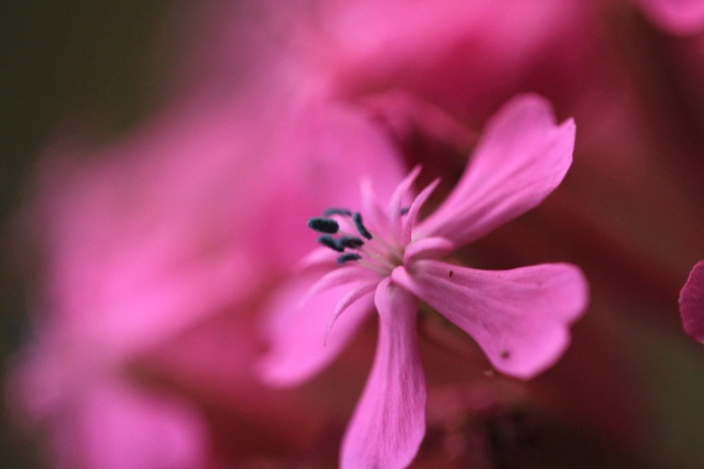 そしてその花