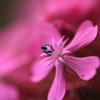 そしてその花