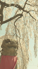 春麗らかなり