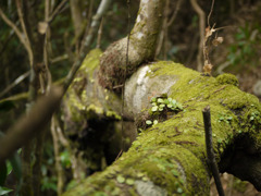 苔生しる