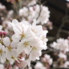 咲き始め