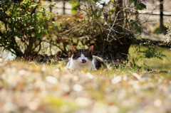 ひなたぼっこ