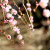 春を感じて