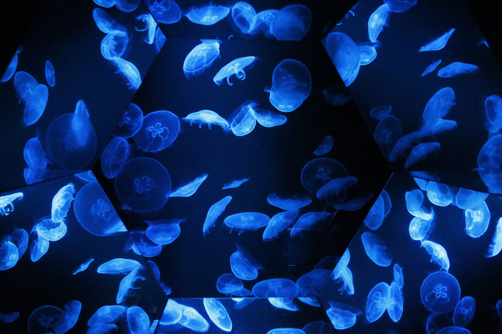 Blue Jellyfish