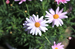 pink flower