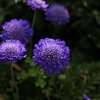 purpletone