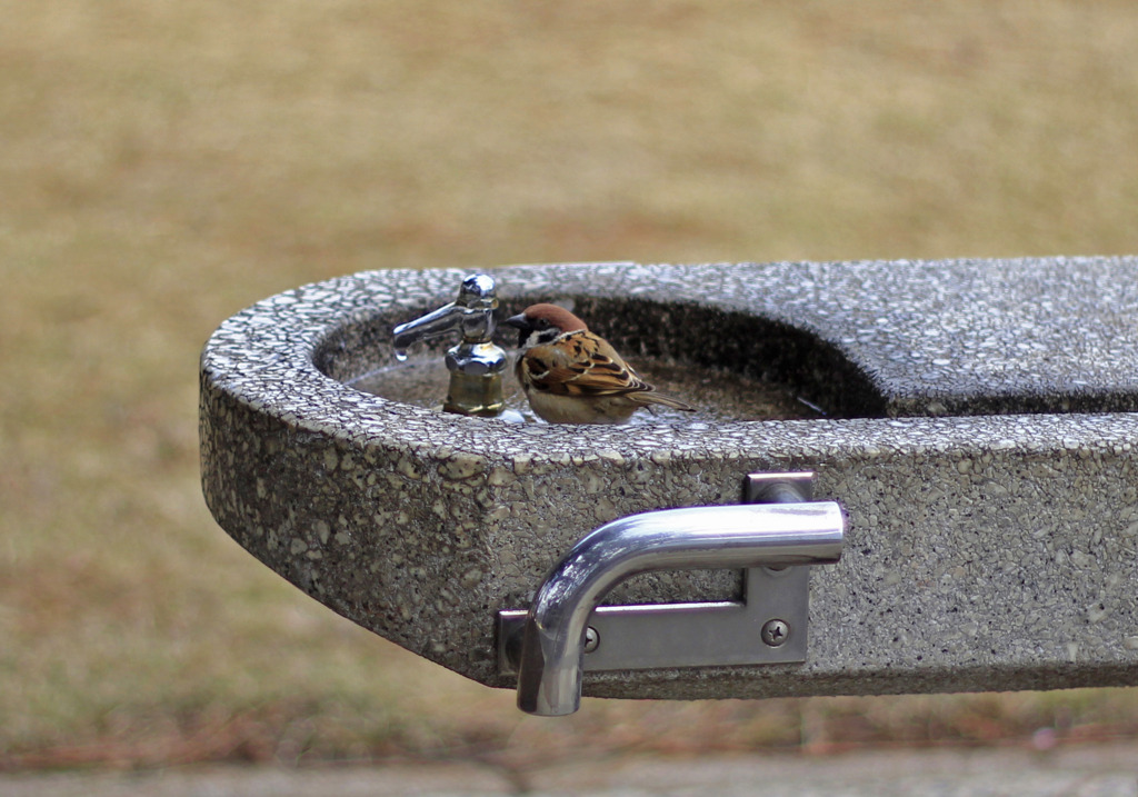 水分補給