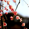 枝垂れ梅