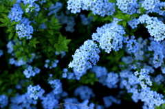 Alyssum