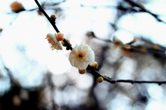 白梅の花