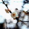 白梅の花