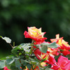 Beautiful thorn