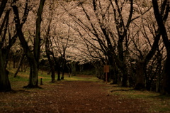 Road of spring