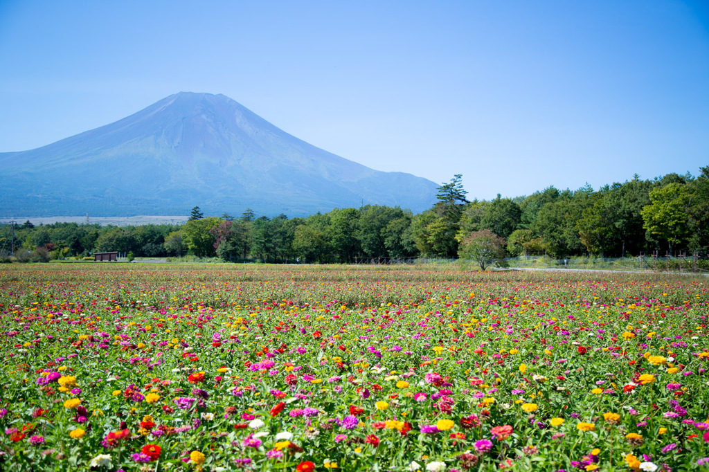 花の都