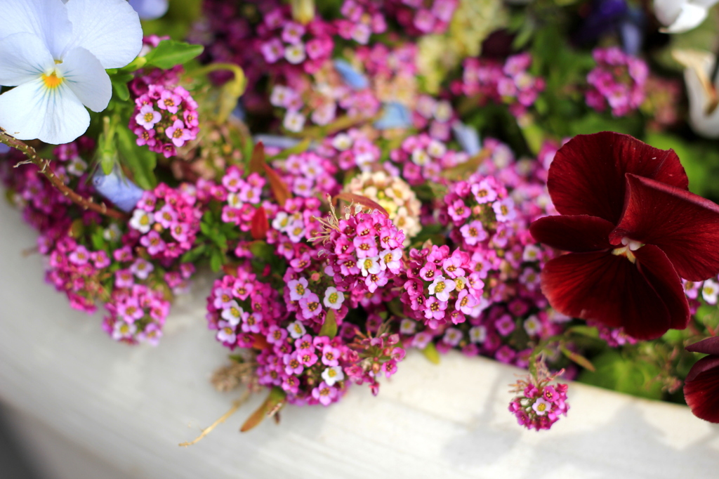 Lantana