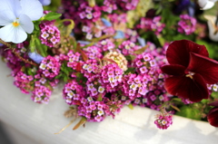 Lantana