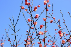 満開の空