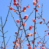 満開の空