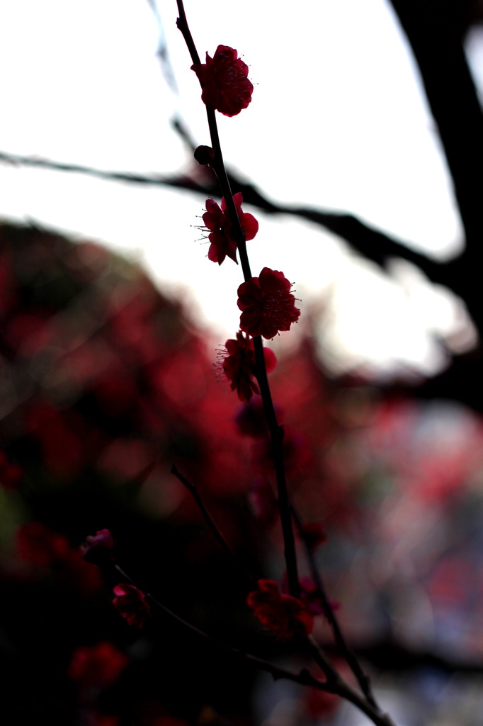 深紅の花