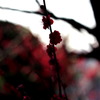 深紅の花