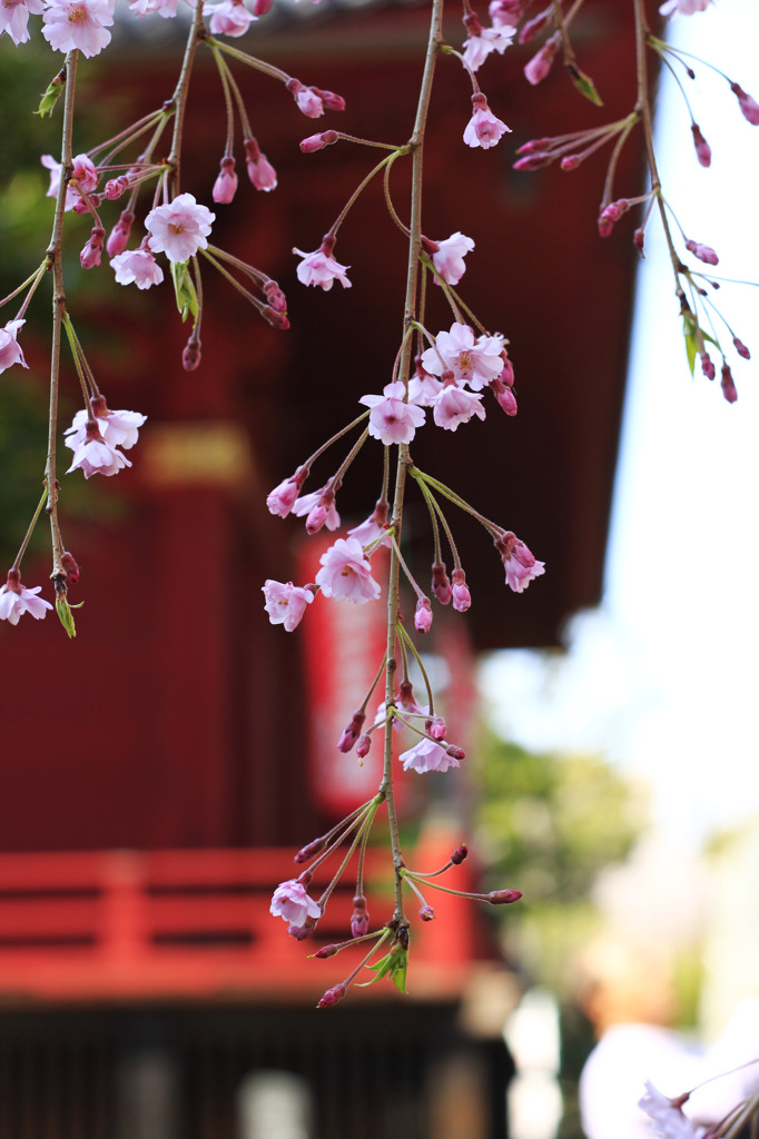 桜のカーテン