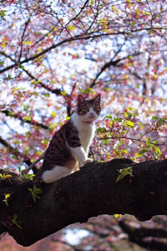 お花見だにゃ～